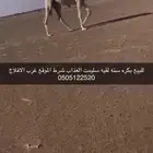 غرب الافلاج