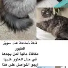 قطط