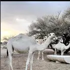 بكره عفرا للبيع