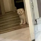 قط سكوتش فولد بيور للتبني عمره شهر