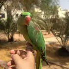 دره نبالي اليف