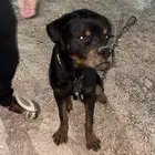 كلب روت وايلر بيور