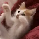 قطه تبني