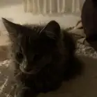 قطه للتبني