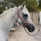فرس واهو و مشباه