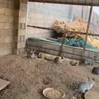 أرانب للبيع كفوا