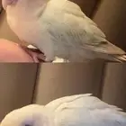 بيع طير روز