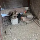 دجاجه عربيه مفرخه