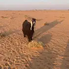 معزاء عوارض