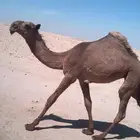 شعلا مفروده