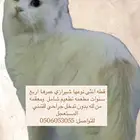 قطه للتبني