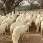 سواكن شبيه الحري شحم .