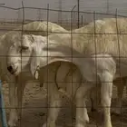 مشروع فحل ضغط عالي