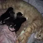 للبيع قطط شيرازي العمر الان سبوعين