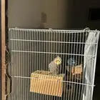 كروان وطيور حب