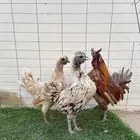 طقم دجاج كويتي بياض - رومي بياض