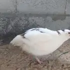 سمان تكساس ذكور