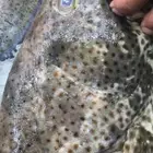 سمك بحري طازج