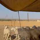طليان و رخال حري 43 راس ل البيع