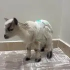 ماعز قزم للبيع العمر 47 يوم معه اكل وحليبه وحفايظه