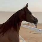 فرس واهو مكس