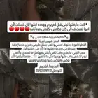 قطط للتبني