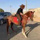 حصان شعبي العمر من سنتين 5 شهور الى 10 شهور