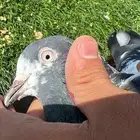 حمام باكستاني
