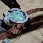 حصان انقليزي