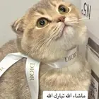اخر كتن عندي قطه صغيره للبيع سكوتش فولد يوجد توصيل