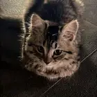 قطه