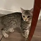 قطط كيتنز للتبني