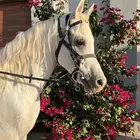 حصان واهو مصري بيور