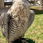 طير للبدل ب حصان او فرس