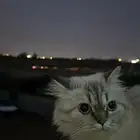 قطه انثى شيرازي للبيع