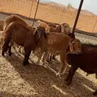 طليان سواكن حمري تربيه ومضمونه