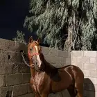 حصان شعبي فاخر اقبل بدل