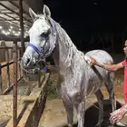 إيواء 4 غرف خيل
