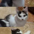 قطط للتبني