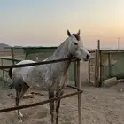 مهر للبيع يصلح مع البل عمره مابين سنه ونص الى سنتين سليم ش