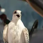 صقور والماعز القزم للايجار عروض مميزه