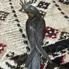 فرخ كروان عمره70 يوم باضبط الطير هدد وسليم مايشكو من شي صحه