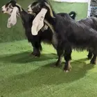 معزاء عوارض صنف نادر خصممم