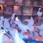 مدركه