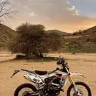 دباب الوسام الناري صحراوي