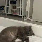 قطه لتبني