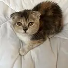 قطوه