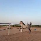 فرس شعبيه كفو