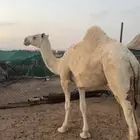 بكره رمانيه السن حقه على جميع الشروط
