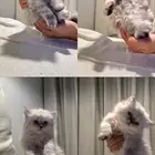 كيتنز للبيع